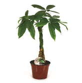 Παχίρα - Pachira Aquatica